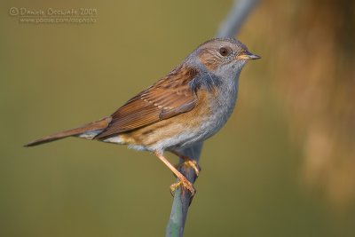 Dunnock (Prunella modularis)