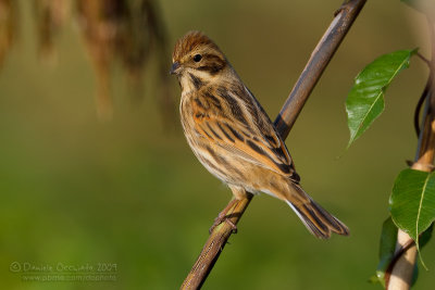 Reed Bunting (Emberiza schoeniclus)