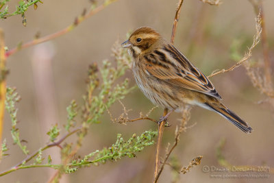 Reed Bunting (Emberiza schoeniclus)