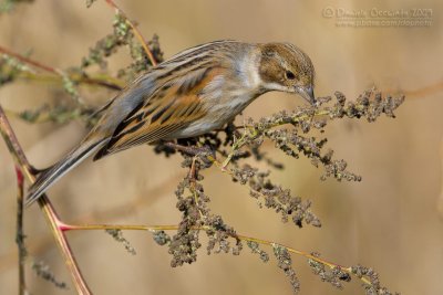 Reed Bunting (Emberiza schoeniclus)