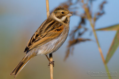 Reed Bunting (Emberiza schoeniclus)