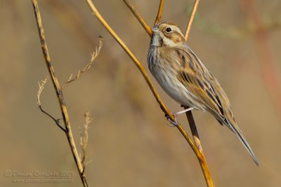 Reed Bunting (Emberiza schoeniclus)