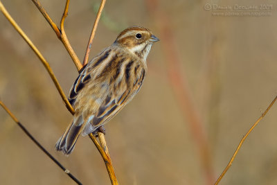 Reed Bunting (Emberiza schoeniclus)