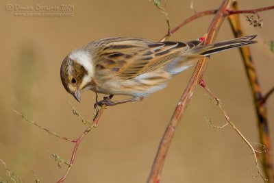 Reed Bunting (Emberiza schoeniclus)