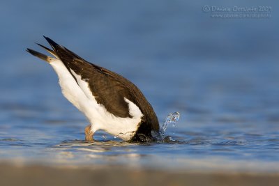 Eurasian Oystercatcher (Haematopus ostralegus)