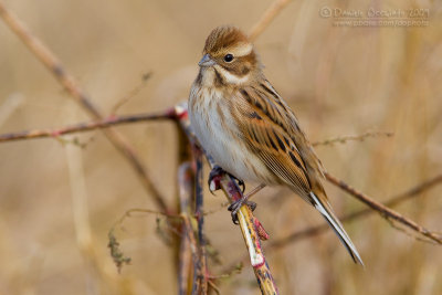 Reed Bunting (Emberiza schoeniclus)