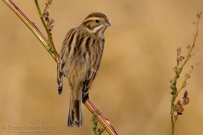 Reed Bunting (Emberiza schoeniclus)