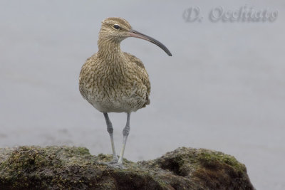 Eurasian Whimbrel (Numenius phaeopus)