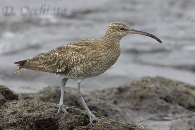 Eurasian Whimbrel (Numenius phaeopus)