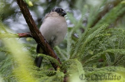 Azores Bullfinch (Pyrrhula murina)