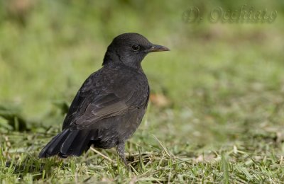 Blackbird (Turdus merula azoricus)
