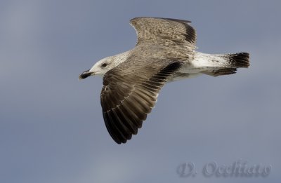 Azores Yellow-legged Gull (Larus michahellis atlantis)