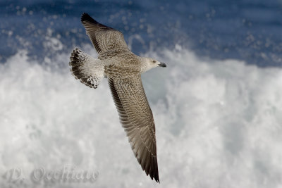 Great Black-backed Gull (Larus marinus)