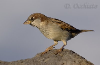 House Sparrow (Passer domesticus)