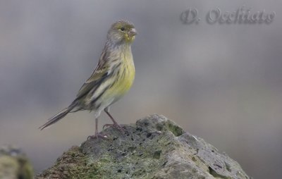 Canary (Serinus canaria)