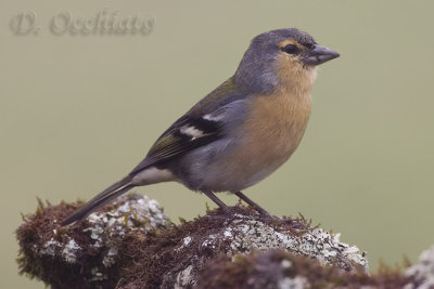 Azores Chaffinch (Fringilla moreletti)