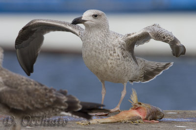 Great Black-backed Gull (Larus marinus)