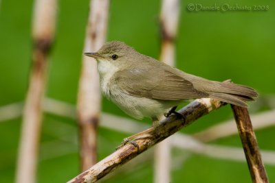 Blyth's Reed Warbler (Acrocephalus dumetorum)