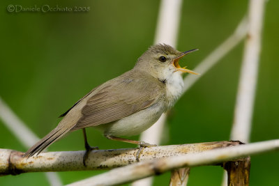 Blyth's Reed Warbler (Acrocephalus dumetorum)