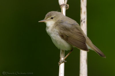 Blyth's Reed Warbler (Acrocephalus dumetorum)