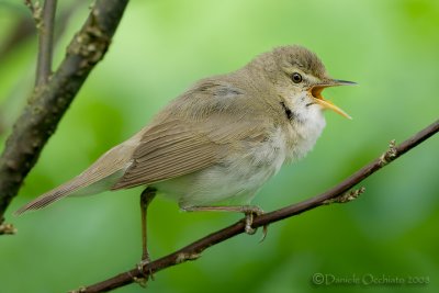 Blyths Reed Warbler (Acrocephalus dumetorum)