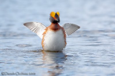 Horned Grebe (Podiceps auritus)