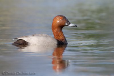 Common Pochard (Aythya ferina)