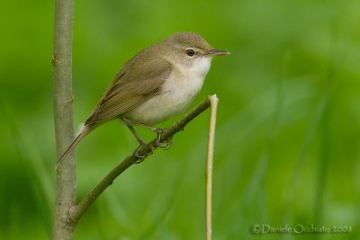 Blyths Reed Warbler (Acrocephalus dumetorum)