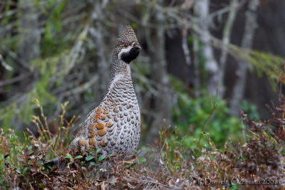 Hazel Grouse (Bonasa bonasia)