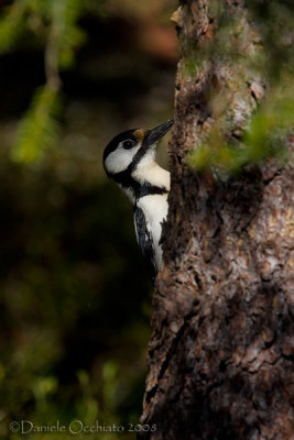 Great Spotted Woodpecker (Dendrocopos major)