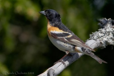 Brambling (Fringilla montifringilla)