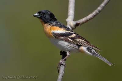 Brambling (Fringilla montifringilla)