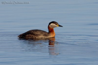 Red-necked Grebe (Podiceps grisegena)