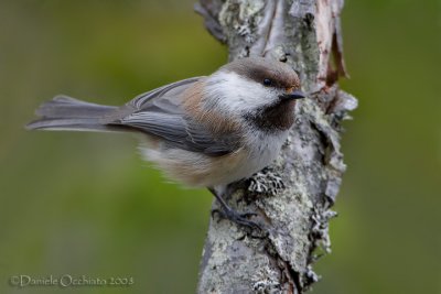 Siberian Tit (Poecile cincta)