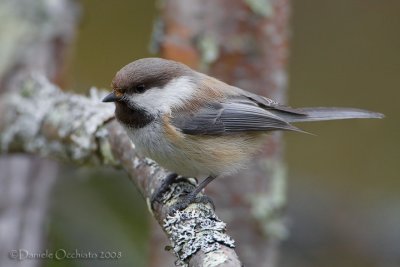 Siberian Tit (Poecile cincta)