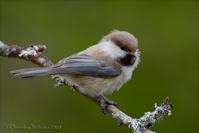 Siberian Tit (Poecile cincta)