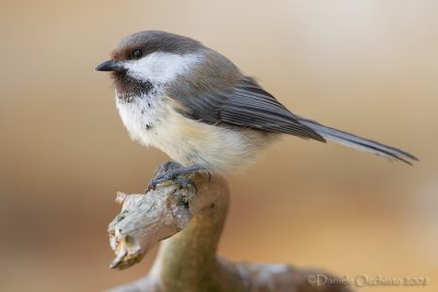 Siberian Tit (Poecile cincta)