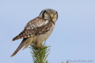 Hawk Owl (Ulula)