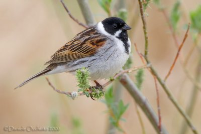 Reed Bunting (Emberiza schoeniclus)