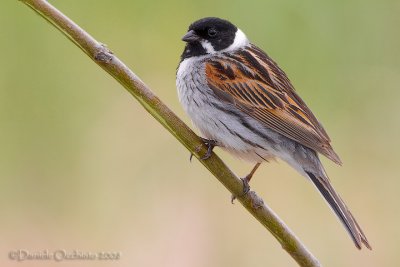 Reed Bunting (Emberiza schoeniclus)