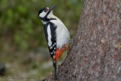 Great Spotted Woodpecker (Dendrocopos major)