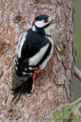 Great Spotted Woodpecker (Dendrocopos major)