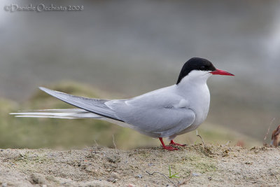 Arctic Tern (Sterna paradisaea)