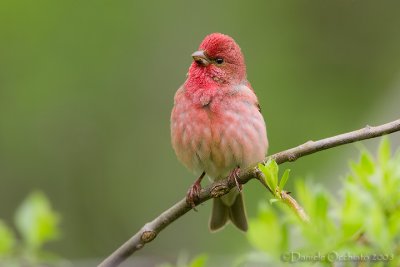 Scarlet Rosefinch (Carpodacus erythrinus)