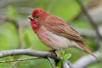 Scarlet Rosefinch (Carpodacus erythrinus)