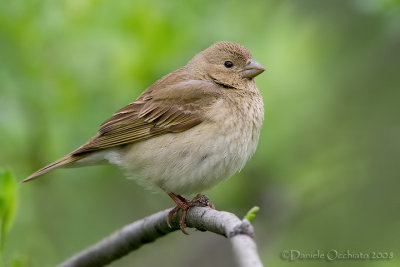 Scarlet Rosefinch (Carpodacus erythrinus)