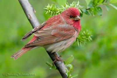 Scarlet Rosefinch (Carpodacus erythrinus)