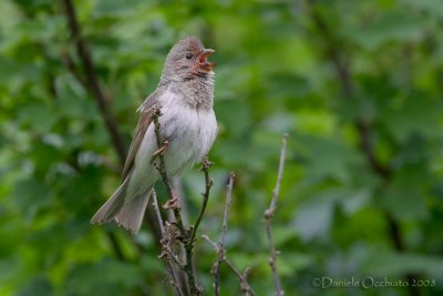 Scarlet Rosefinch (Carpodacus erythrinus)