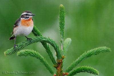 Whinchat (Saxicola rubetra)