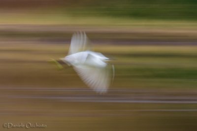 Little Egret (Egretta garzetta)